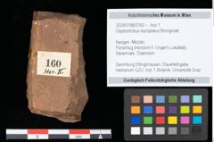 Foto (Objekt + Etikett) von Glyptostrobus europaeus Brongniart (NHMW-GEO-2024-0188-0160)